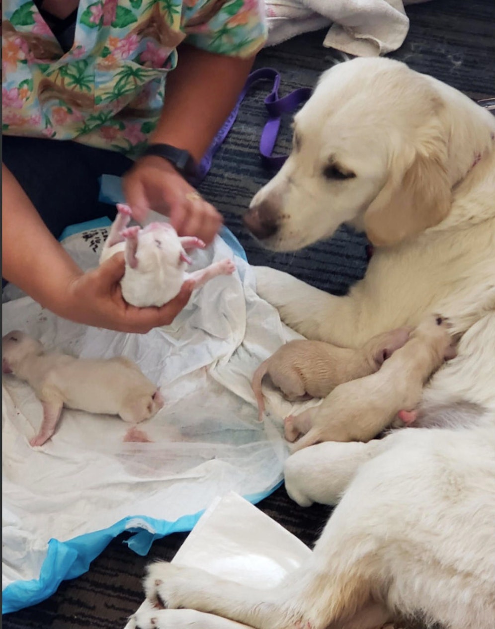 Hündin Ellie kurz nach der Geburt am Flughafen. 