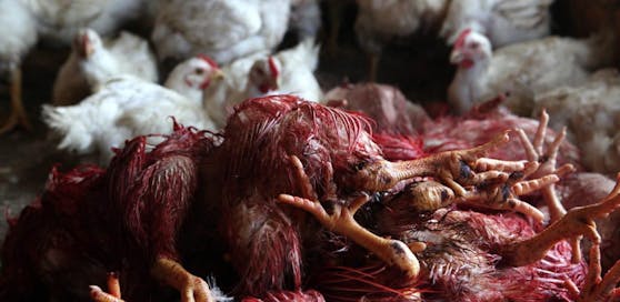 Rund 853.000 Hühner müssen in nur einem einem Betrieb vorsorglich getötet werden. (Symbolbild)