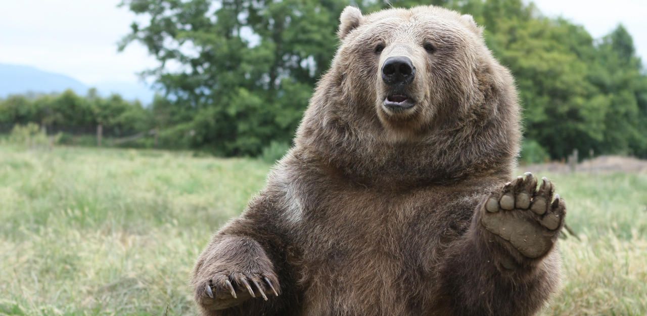Heute.at - Bär riss junges Kalb nur einen Tag nach Geburt