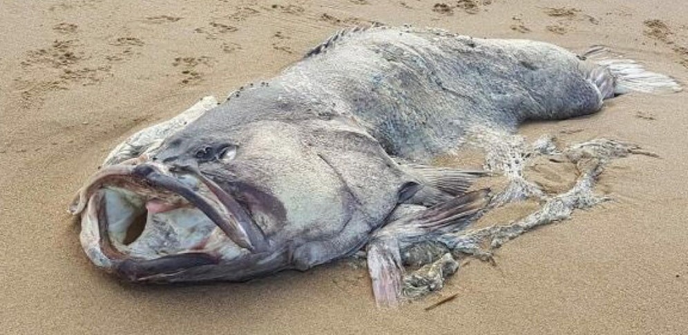 Ein Ehepaar entdeckte diesen Fisch