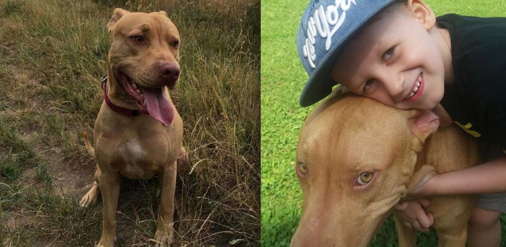 Hund getötet: Jäger nimmt Schützen in Schutz