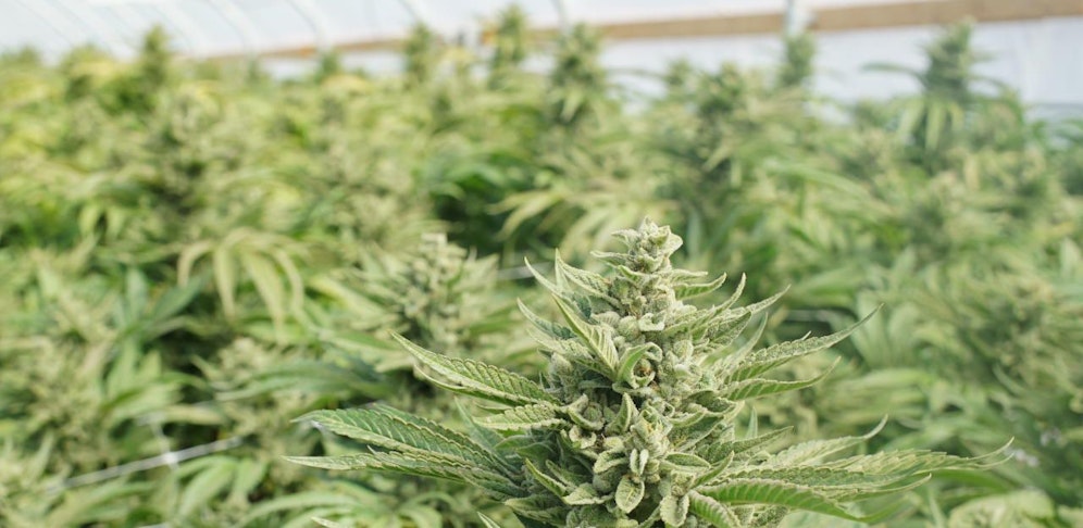 Der 37-Jährige Schulwart betrieb eine Cannabis-Aufzucht in seiner Dienstwohnung. (Symbolbild)