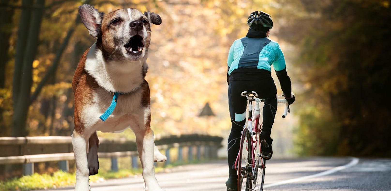 Bellender Hund verursacht schweren Rad-Crash