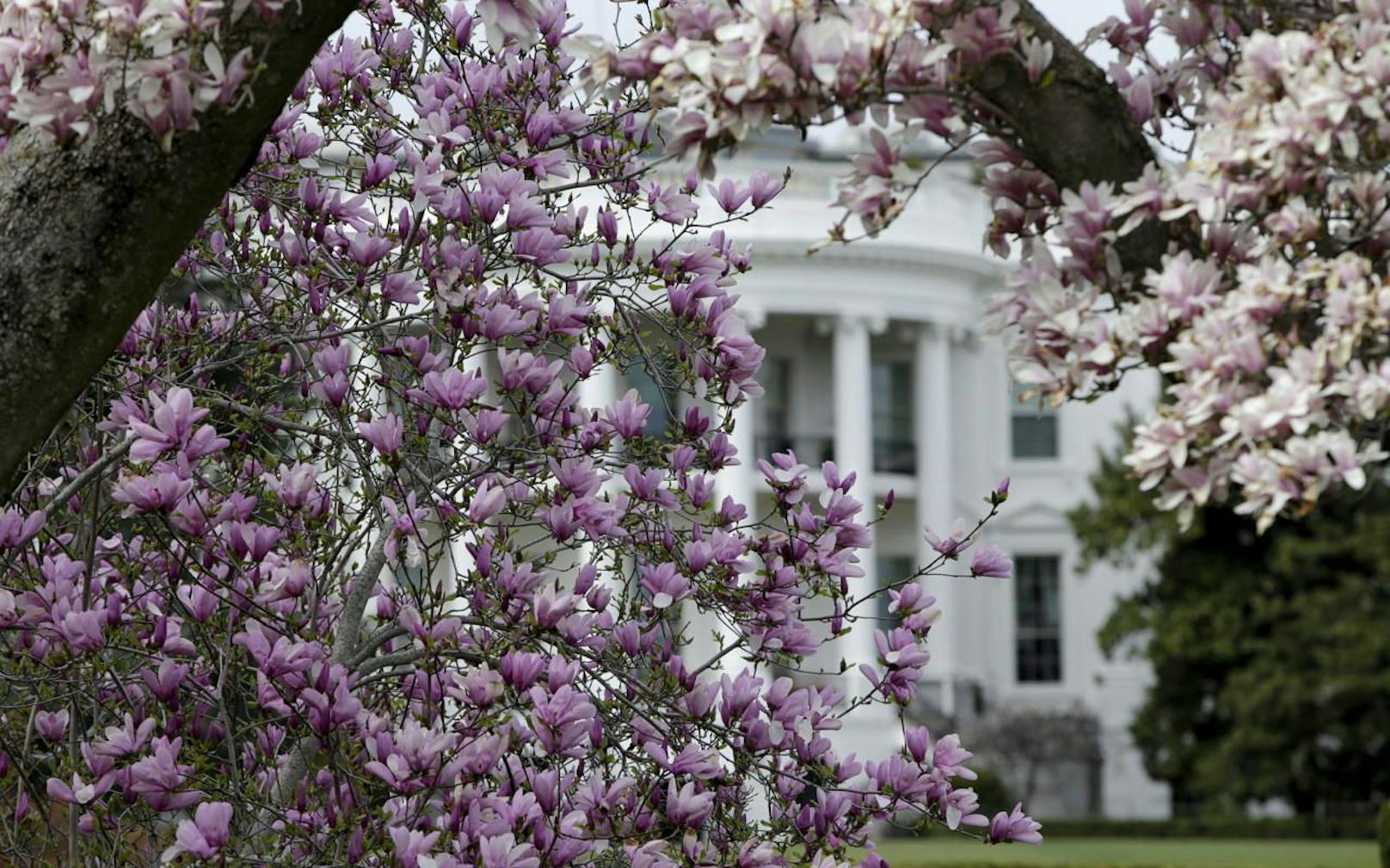 Der Baum muss weg: Die Jackson-Magnolie ist so etwas wie ein Bestandteil des Weißen Hauses.