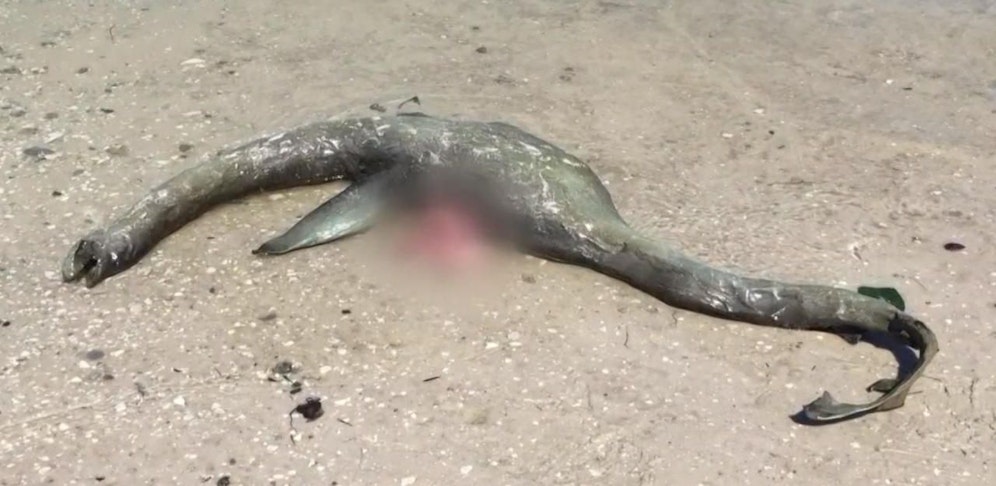 Experten können sich keinen Reim auf dieses Wesen machen.