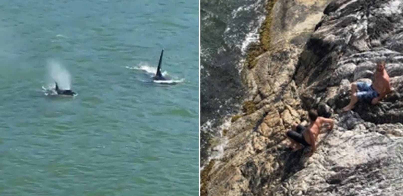 Auf der Flucht: Schwimmer entkommen Killerwalen
