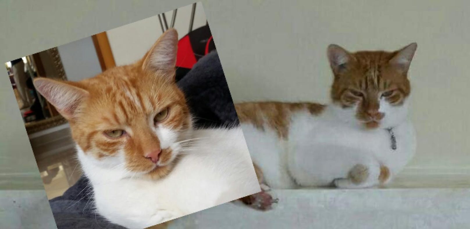 Katze entführt? 300 Euro Finderlohn für 'Mr.Cat'