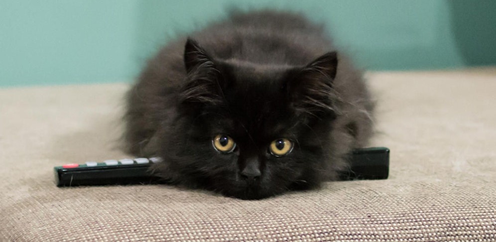 Eine Katze löste am Donnerstag einen Polizeieinsatz aus.