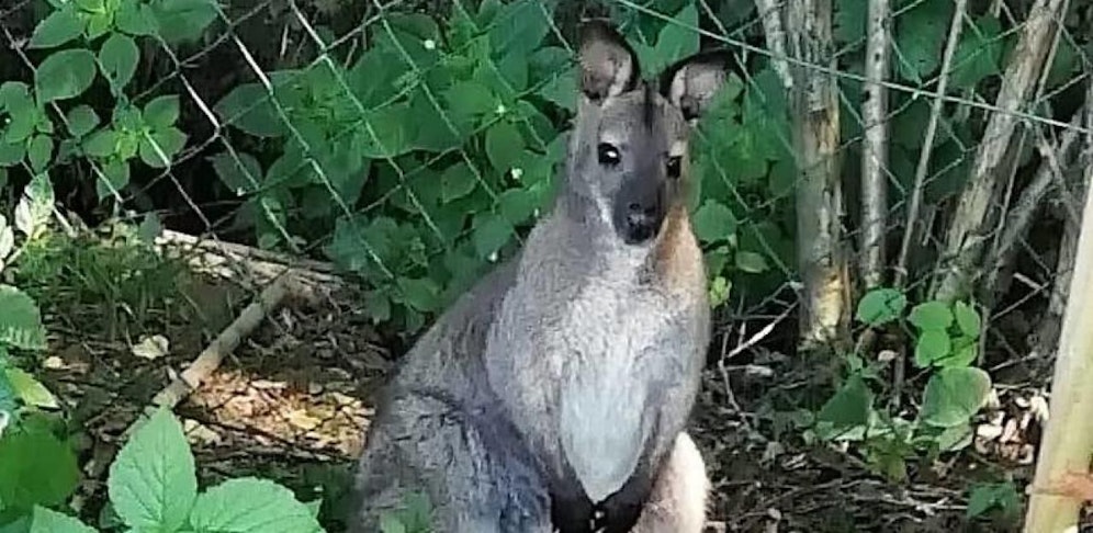 Känguru Pauli ist auch ausgebüxt.