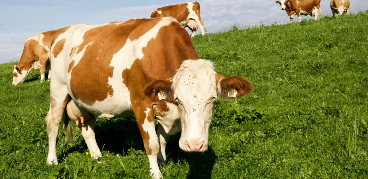 Heute.at - Bauer zeigt sich selbst an, um Klarheit zu bekommen