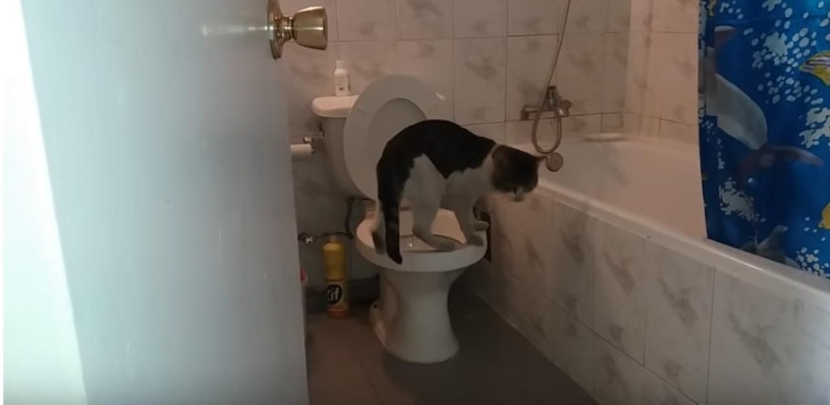 Diese Katze benutzt die Toilette