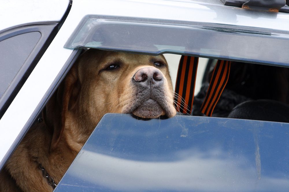 Bei Temperaturen über 30 Grad wurden zwei Hunde in einem Auto mit geöffneten Fenstern gelassen. (Symbolbild)