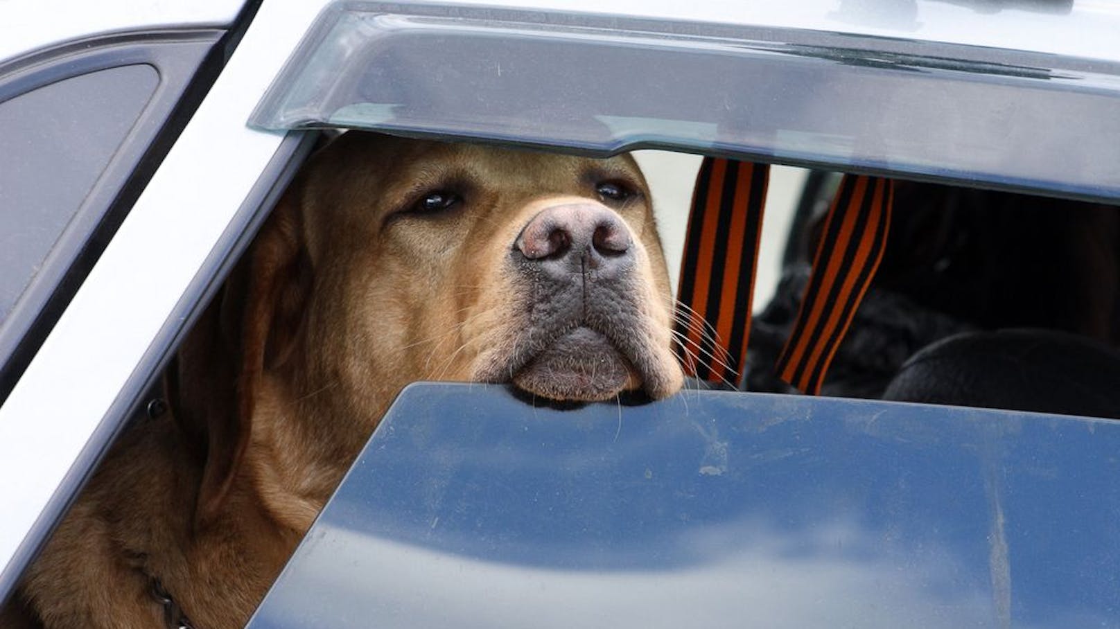 Bei Temperaturen über 30 Grad wurden zwei Hunde in einem Auto mit geöffneten Fenstern gelassen. (Symbolbild)