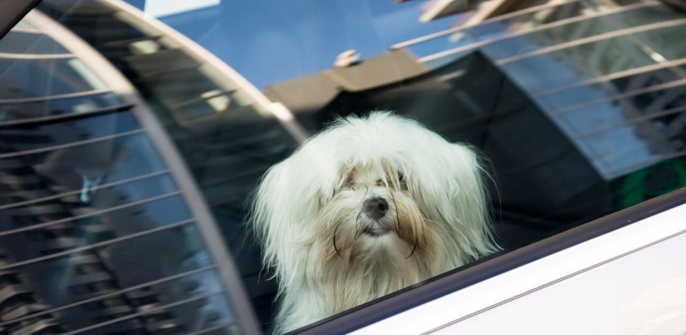 Der Maltesermischling litt unter der brütenden Hitze. (Symbolfoto)