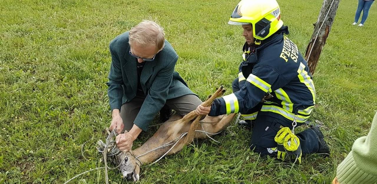 Heute.at - Reh oje! Bambi bleibt in Weidezaun hängen