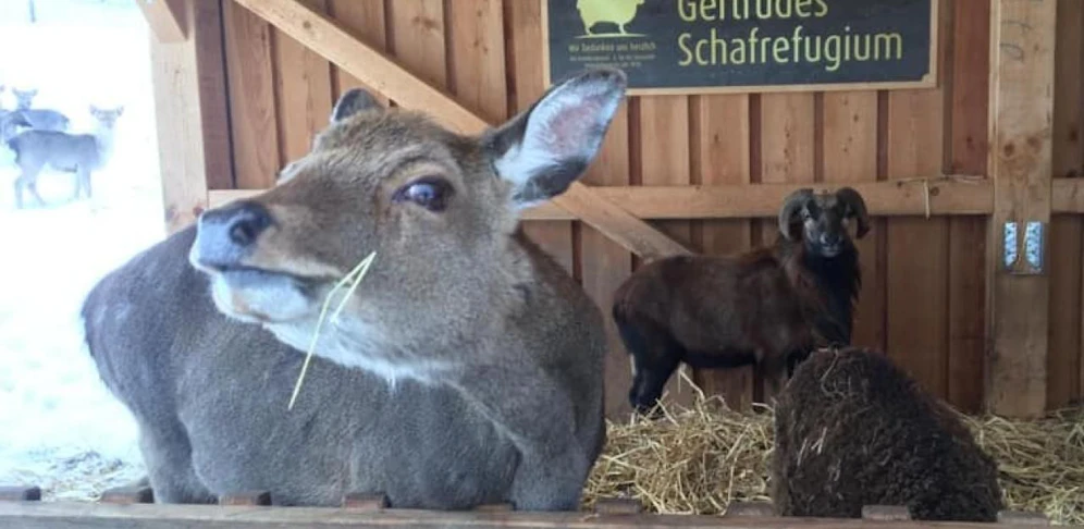 Bangen, wie es mit den Tieren im Naturpark Buchenberg weitergeht.