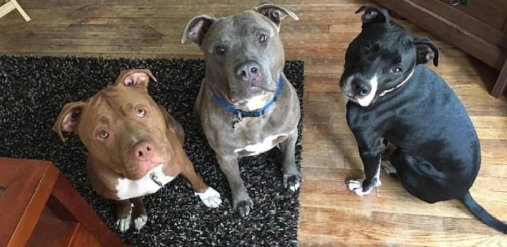 Die drei Familienhunde wurden mittlerweile abgegeben.