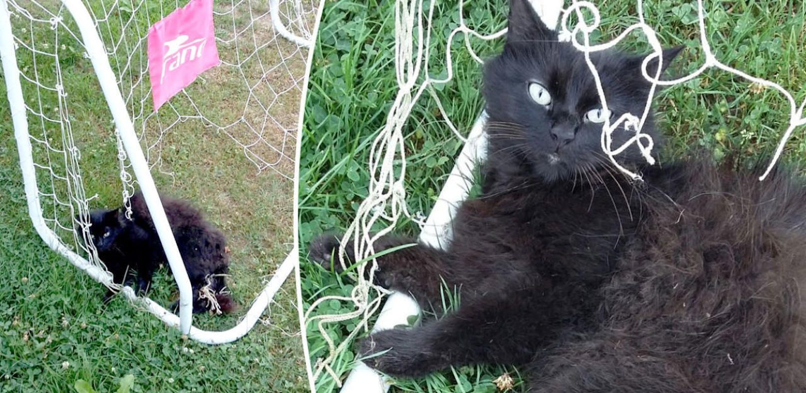 Katze in Not: Fellknäuel in Fußballtor gefangen