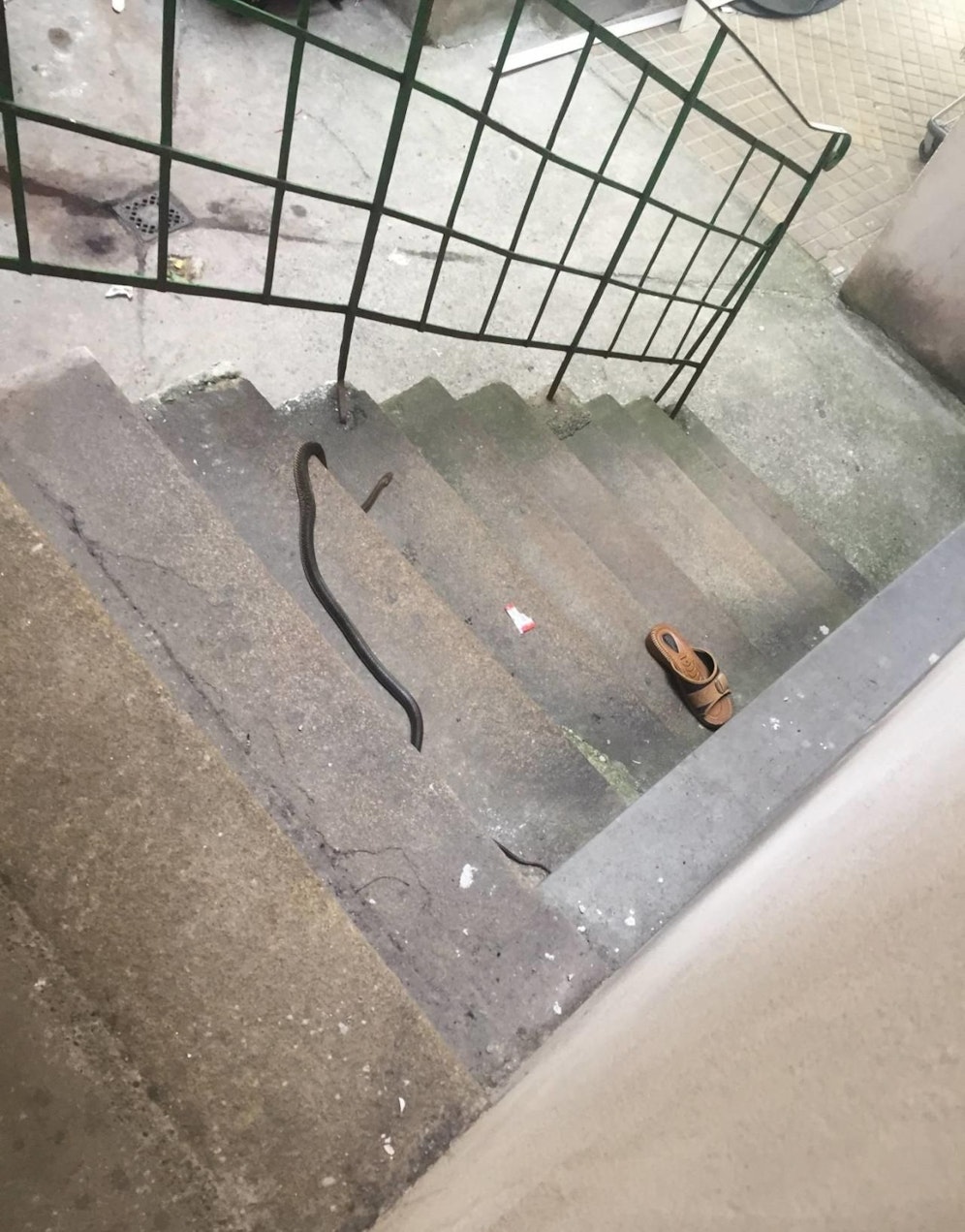 "Oida, was soll das? Da ist eine Schlange vor meiner Haustüre", so der 23-Jährige im Gespräch mit "Heute". (Wien-Ottakring)