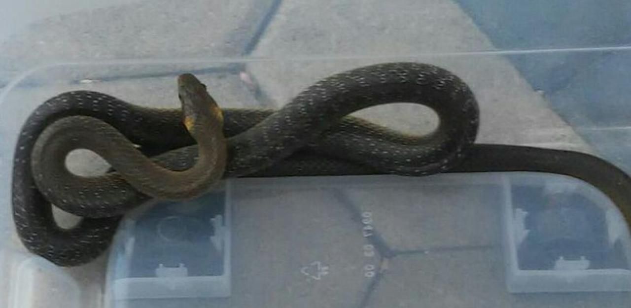 Die gefundene Äskulapnatter