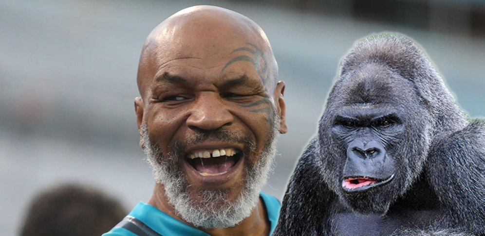 Mike Tyson wollte einem Gorilla "die Nase einhauen" - doch der Zoowärter ließ ihn komischerweise nicht.  