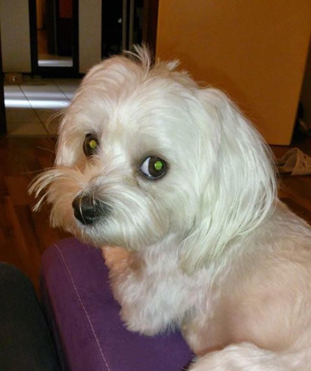 Der kleine Bella wird seit 1. August vermisst.