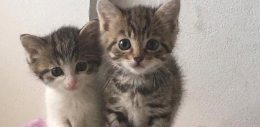 Diese süßen Katzen suchen neue Besitzer.