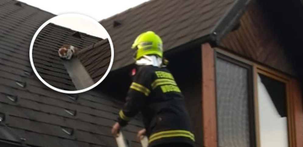 Der Stubentiger konnte schließlich eingefangen werden. 