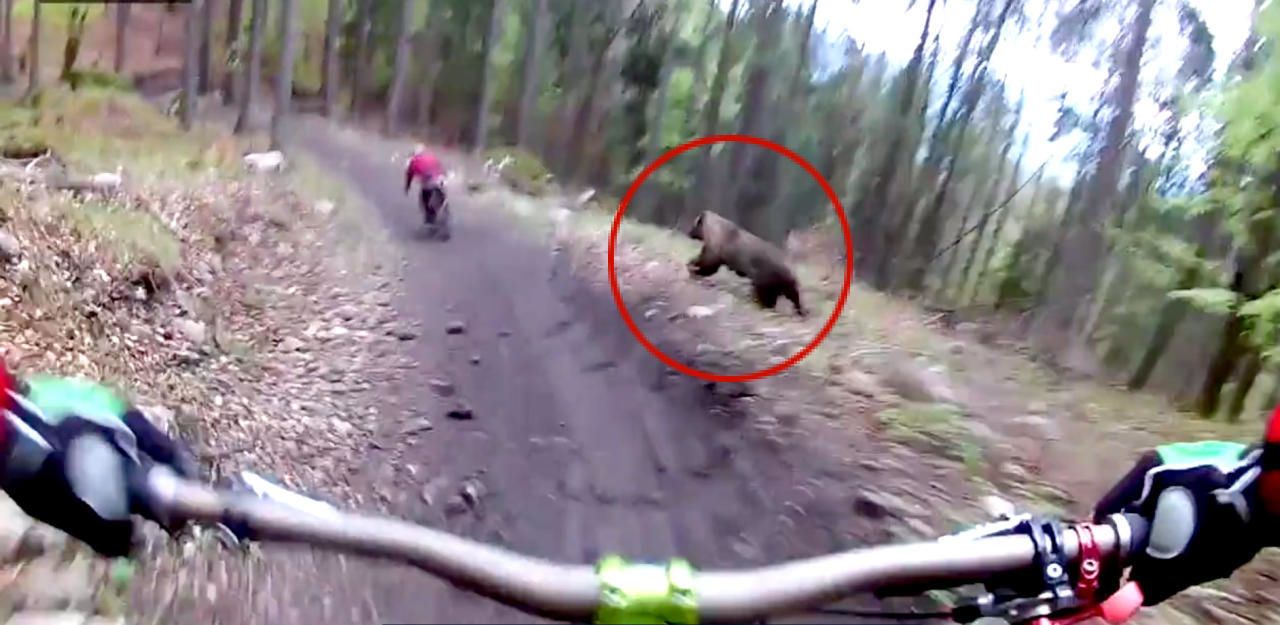 Heute.at - Video: Mountainbiker von Braunbär überrascht