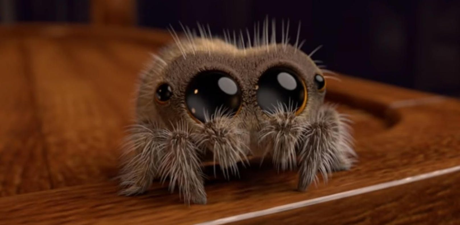 "Lucas" ist die süßeste Spinne auf der Welt