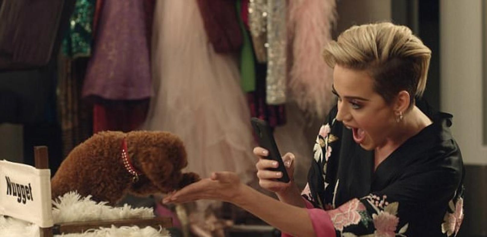 Katy Perrys Hund wird zum Werbestar