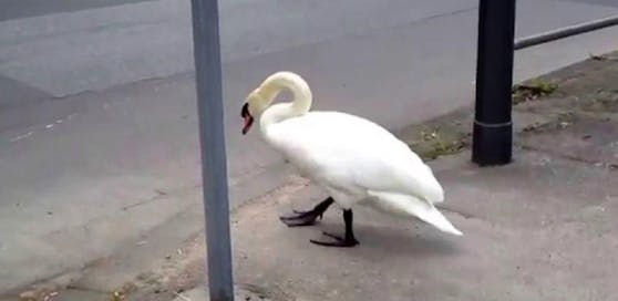 In Linz lief ein Schwan über die Straße. (Symbolfoto)