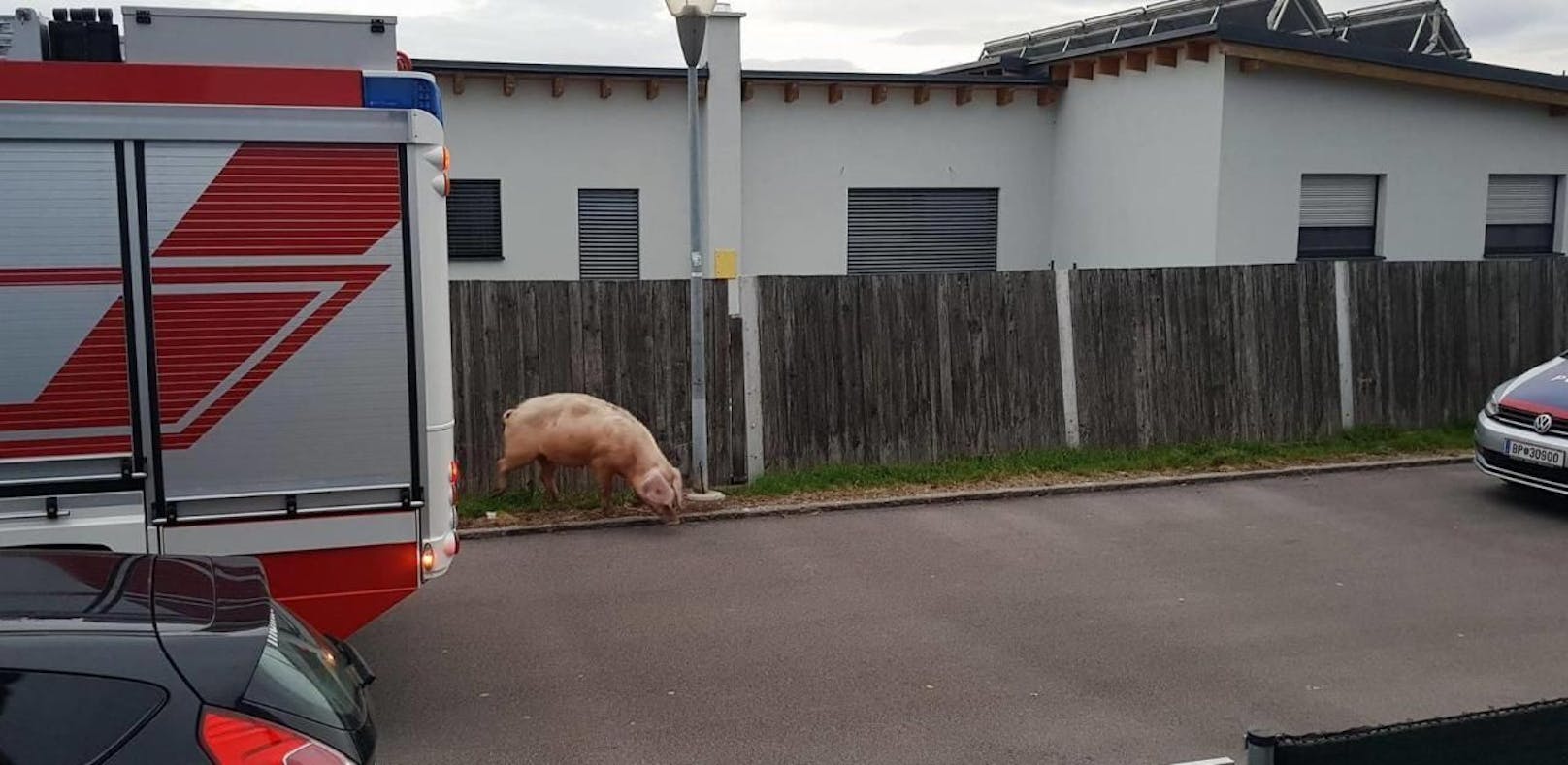 Das Schwein spazierte fröhlich mitten auf der Straße herum. 