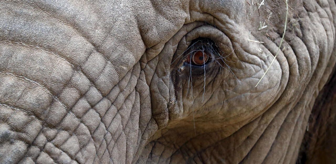 Heute.at - Wie? Elefantenhaut ist gar nicht faltig?