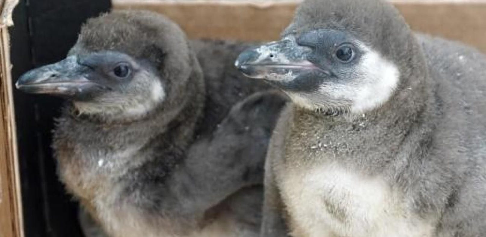 Pinguin-Drama in Zoo endet tödlich