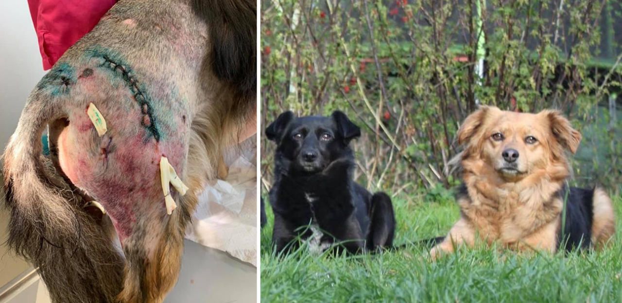 Heute.at - Attacke: Kaja und Rambo von Hund fast totgebissen