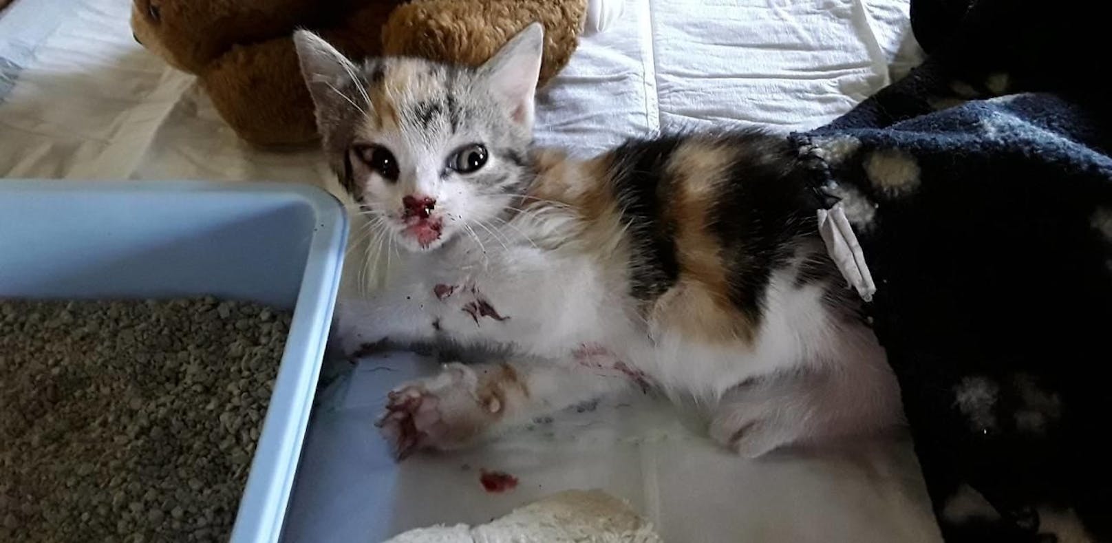 Babykatzen aus fahrendem Auto geworfen - eine tot