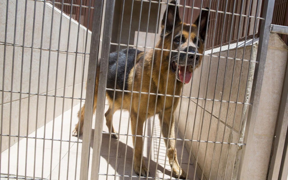 Ein Schäferhund im Zwinger einer Veterinär-Klinik in Caracas, Venezuela. Archivbild, 2015.