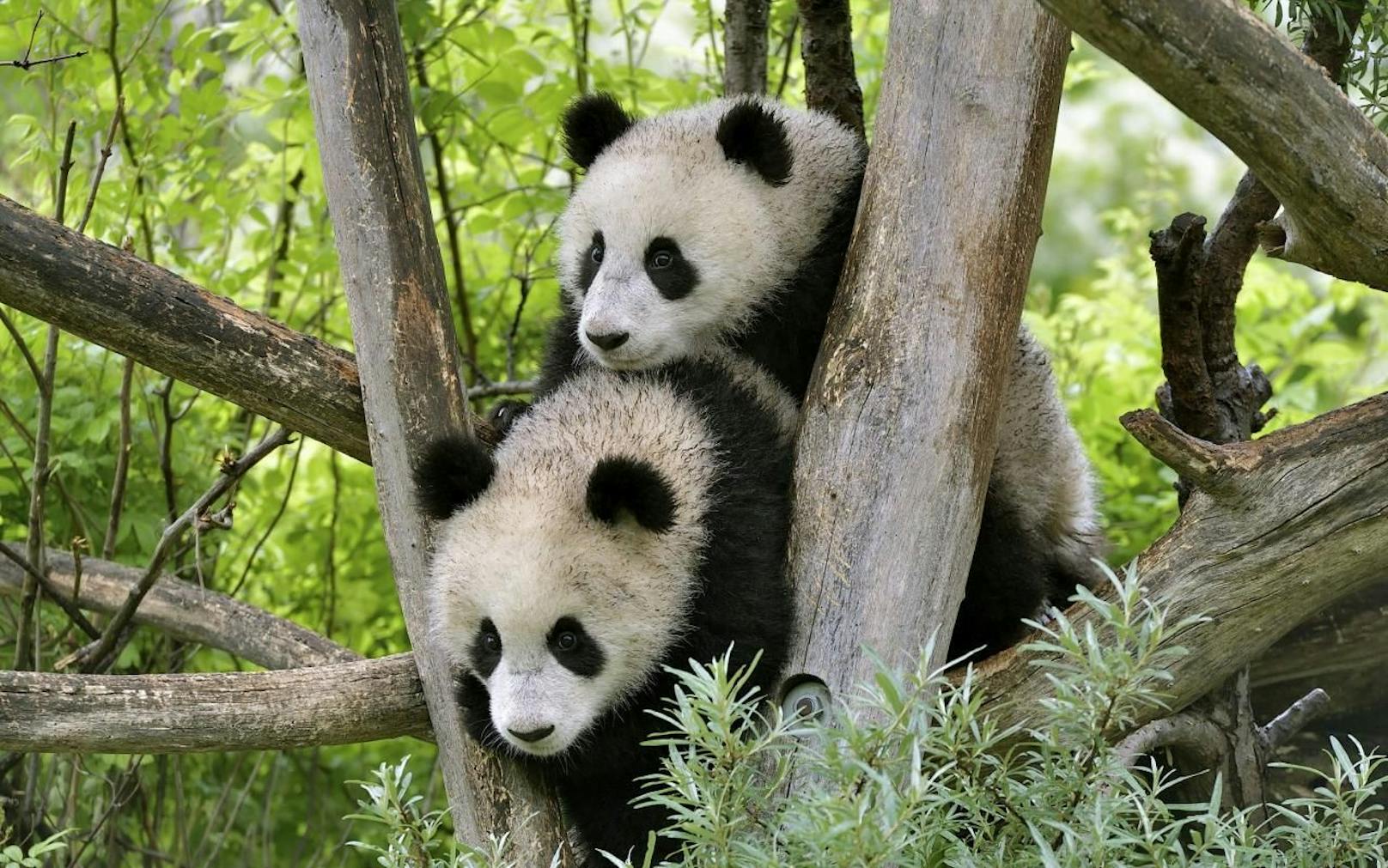 Die Panda-Zwillinge Fu Feng und Fu Ban