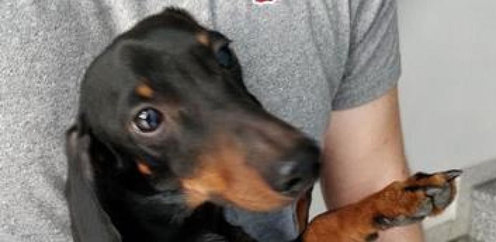 Diesen putzigen Vierbeiner rettete die Feuerwehr aus dem Lift