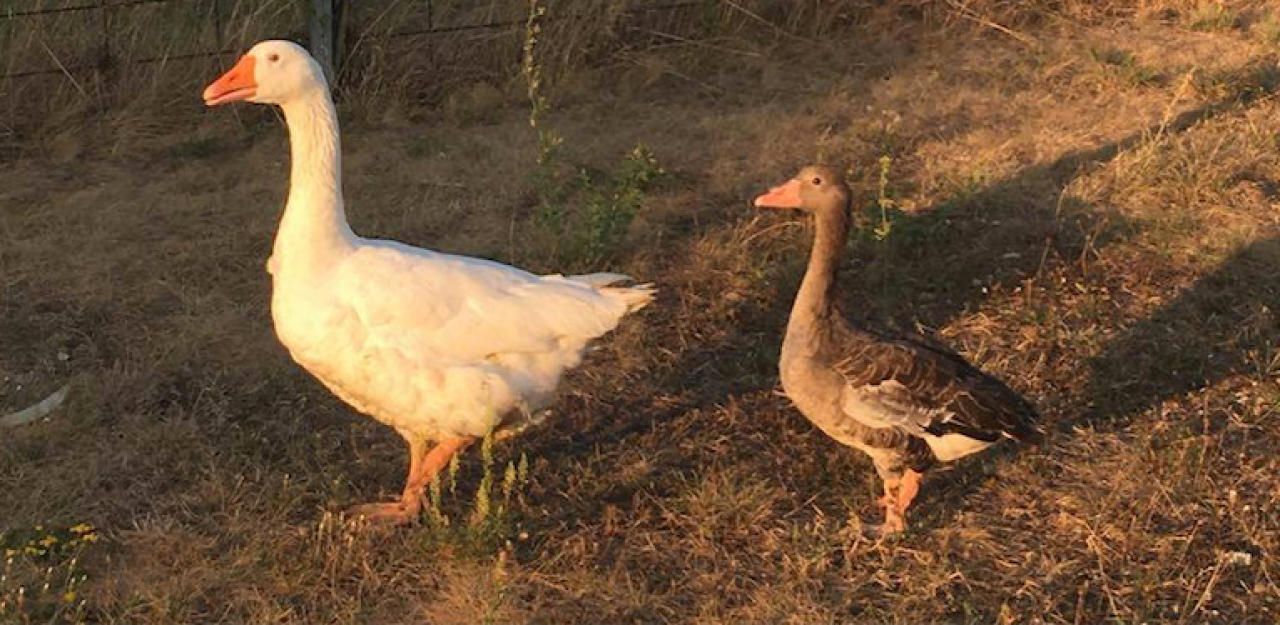 Heute.at - Gans einsam! Verein will Wildgans-Dame verkuppeln