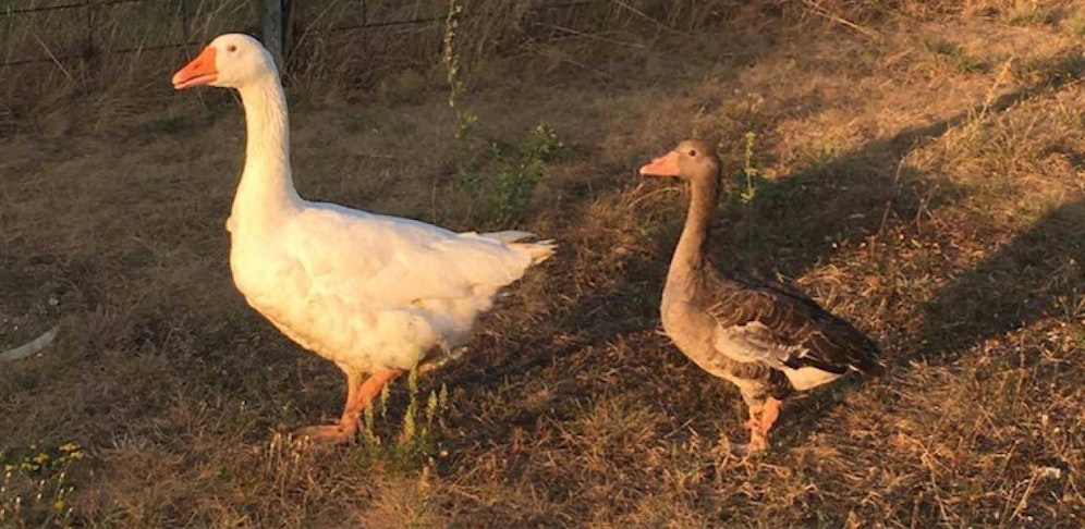 "Omi" (rechts) mit ihrem früheren Partner. Er suchte sich eine Neue und ließ seine Wildgans-Partnerin einfach alleine zurück.