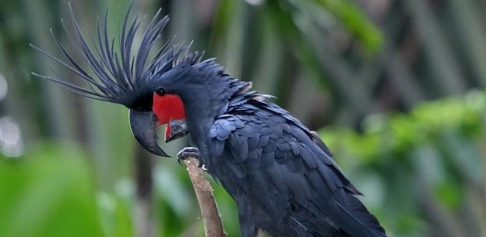 Der Tierarzt versuchte der Polizei einen Kakadu um 130.000 Euro zu verkaufen.