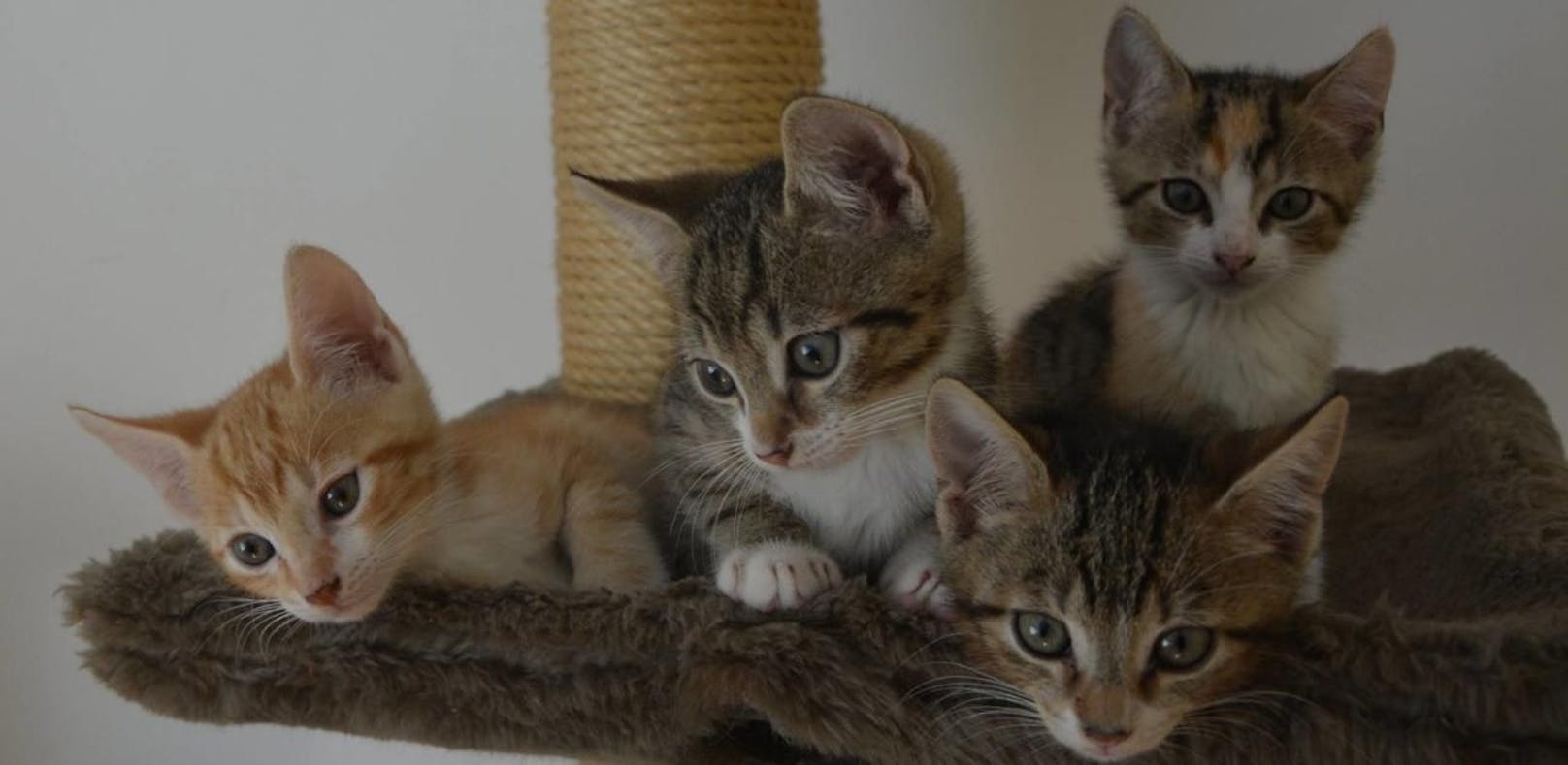 Diese Katzen-Bande wurde im Restmüll entsorgt
