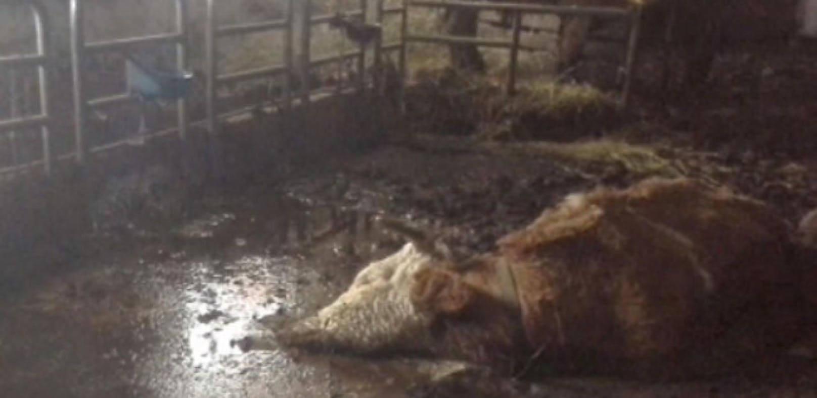 Tote Kühe: Jetzt ermittelt Staatsanwaltschaft