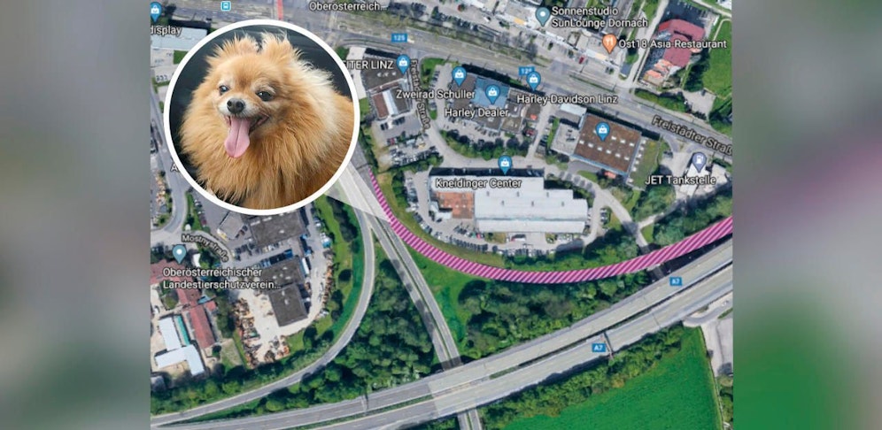 Der Zwergspitz verirrte sich auf die Autobahnabfahrt, konnte von einer Bestatterin gerettet werden.