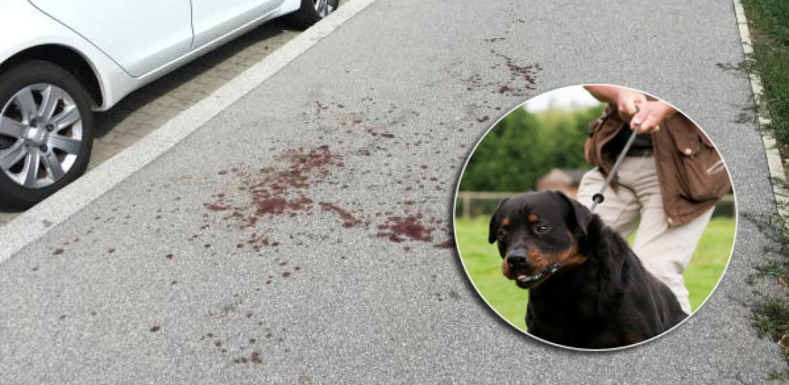 Blutspuren in der Donaustadt: Hier wurde das Kleinkind gebissen (rechts im Foto ein Rottweiler)