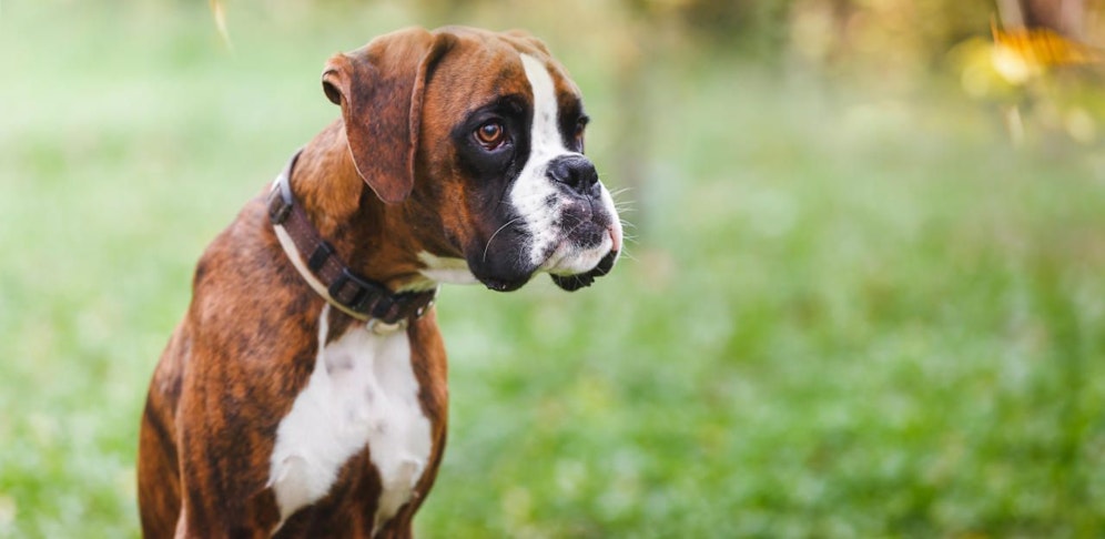 Beißkorbpflicht für Hunde? "In Niederösterreich greifen wir daher jetzt durch", kündigte der Landesrat an.