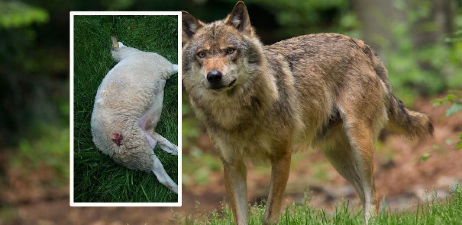In Weyer wurden zwei Schafe von einem Wolf getötet.