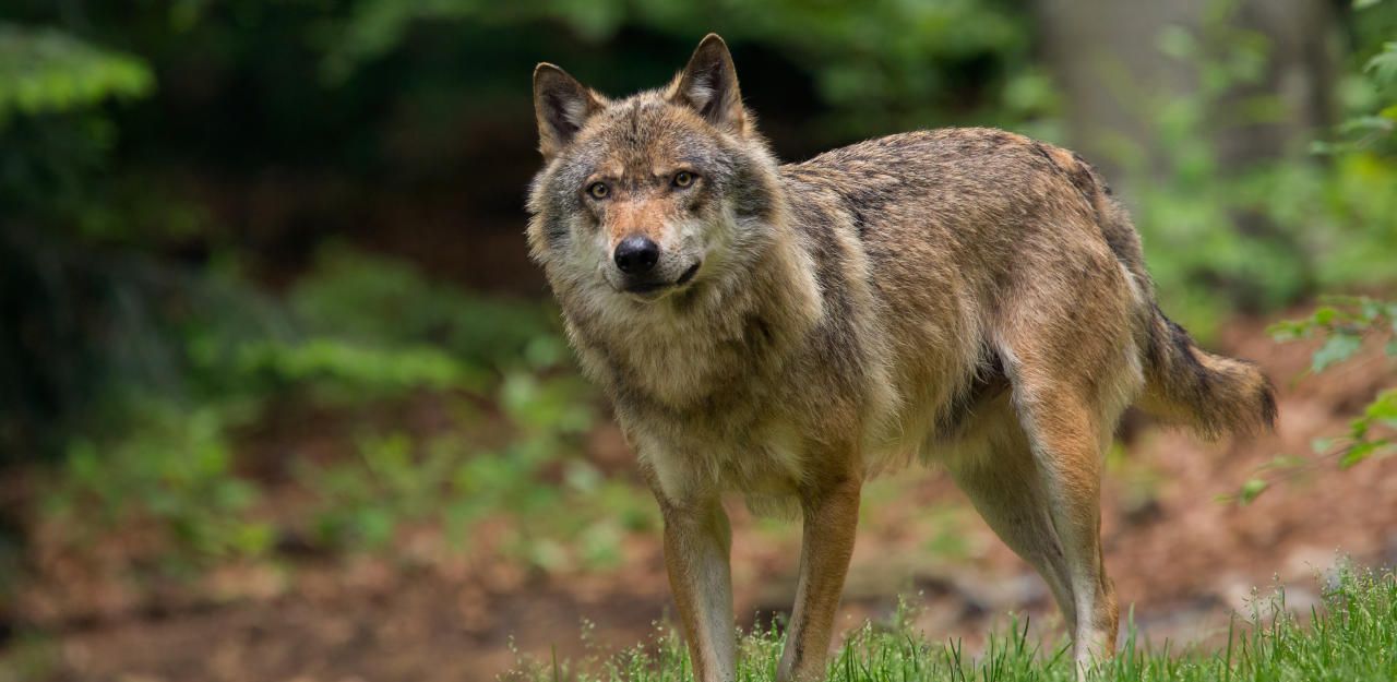 Wolfsriss rund um Burg Greifenstein bestätigt - Niederösterreich | heute.at